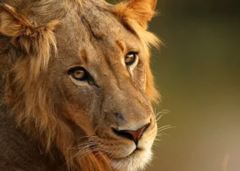 Prazo para a entrega do IR 2024 vai até 23h59 dessa sexta-feira