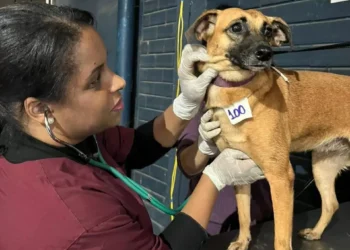Xuxa e Angélica unem forças para salvar animais no Rio Grande do Sul