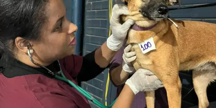 Xuxa e Angélica unem forças para salvar animais no Rio Grande do Sul