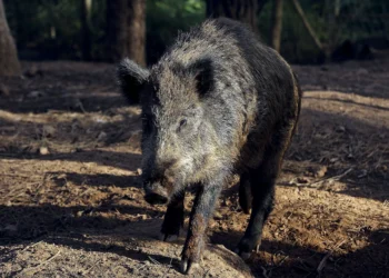 Javalis provocaram 8 milhões de prejuízo nas searas de milho em 2023