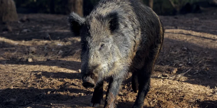 Javalis provocaram 8 milhões de prejuízo nas searas de milho em 2023