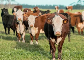 “A fascinante economia: desvendando seus mistérios”