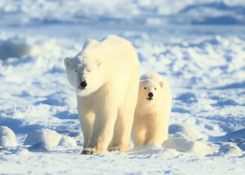 Homem é morto por ursos polares no Ártico; ataques registram aumento