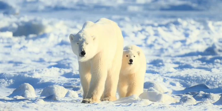 Homem é morto por ursos polares no Ártico; ataques registram aumento