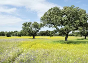 Interior perde 18% da população em 10 anos. Solução são nómadas digitais?