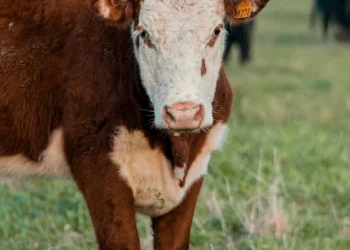 “A importância da economia para o desenvolvimento social”