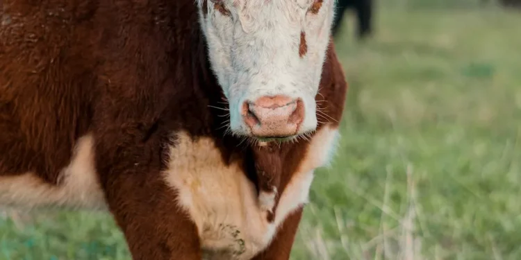 “A importância da economia para o desenvolvimento social”
