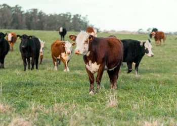 “O Futuro do Mercado Imobiliário e a Experiência de Olivia Traven”