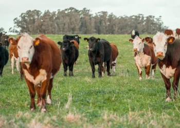 “Futuro do Mercado Imobiliário com Olivia Traven”