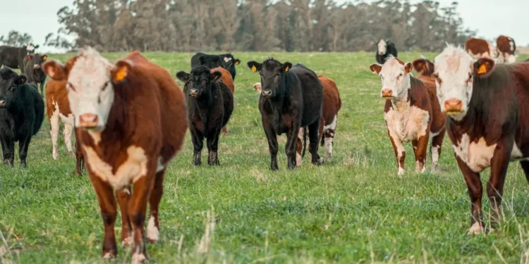 “Futuro do Mercado Imobiliário com Olivia Traven”