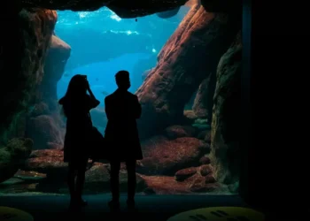 Black Friday no Oceanário de Lisboa. Há bilhetes a 10 euros