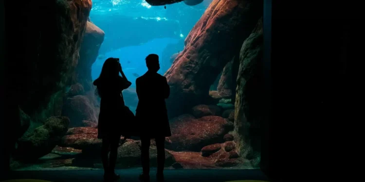 Black Friday no Oceanário de Lisboa. Há bilhetes a 10 euros