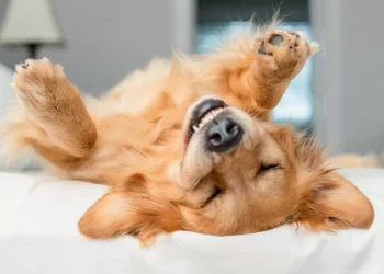 Animais domésticos terão direito a RG; entenda