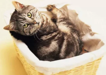 ‘Catcore’ existe? Conheça a ‘tendência’ que propõe transformar pelos de gatos em elemento fashion