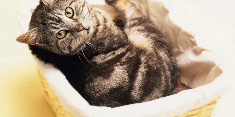 ‘Catcore’ existe? Conheça a ‘tendência’ que propõe transformar pelos de gatos em elemento fashion