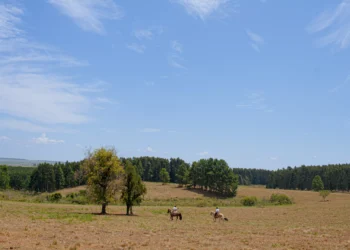 Como a região da Campanha Gaúcha está despontando na produção de vinhos