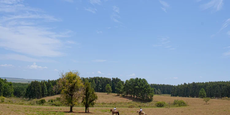 Como a região da Campanha Gaúcha está despontando na produção de vinhos