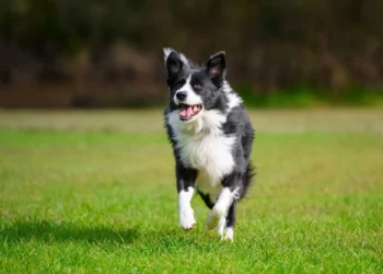 Cães têm capacidade de comunicação semelhante à dos humanos, diz estudo