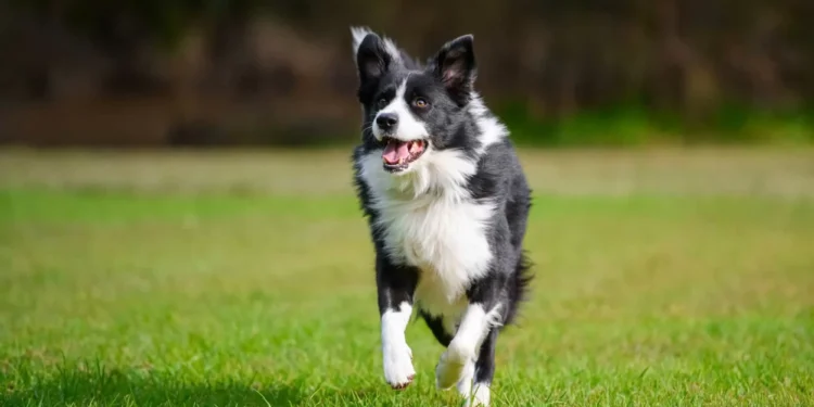 Cães têm capacidade de comunicação semelhante à dos humanos, diz estudo