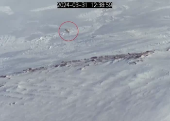 Ursos polares estão saindo da toca mais cedo — e isso preocupa