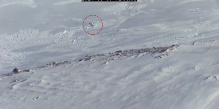 Ursos polares estão saindo da toca mais cedo — e isso preocupa