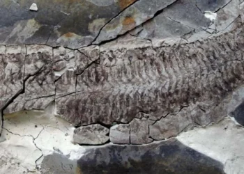Misterioso fóssil de 444 milhões de anos intriga cientistas