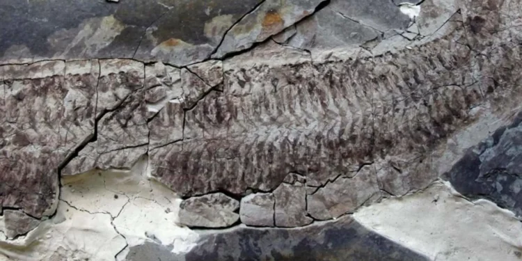 Misterioso fóssil de 444 milhões de anos intriga cientistas