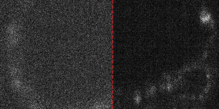 Veja como a vida começa a partir da visão de “câmeras quânticas”