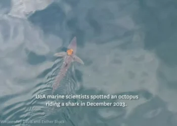 “Maravilhas do oceano”. Polvo apanha boleia de tubarão na Nova Zelândia
