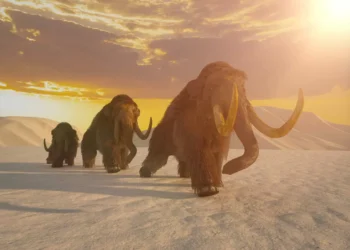 Tesouro da Era do Gelo! Ossos de mamutes de 25 mil anos são encontrados 