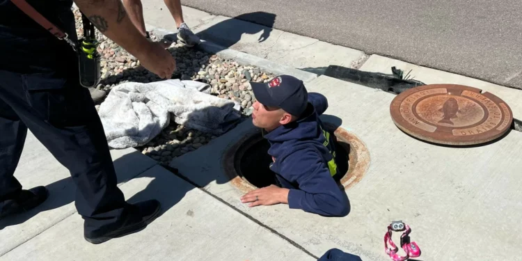 Tartarugas ninja? Três crianças e dois cães resgatados em esgoto dos EUA