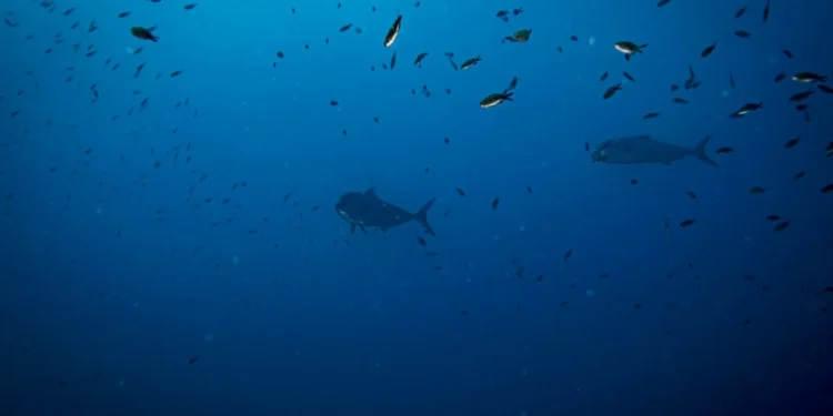 Mais de 130 ONG juntam-se hoje em Lisboa por um oceano limpo