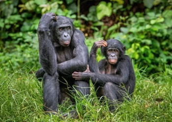 Bonobos podem ter traço de linguagem semelhante à humana, aponta estudo