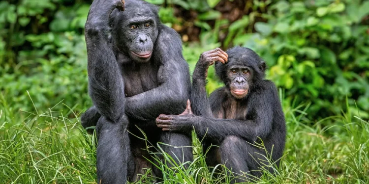 Bonobos podem ter traço de linguagem semelhante à humana, aponta estudo