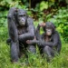 Bonobos podem ter traço de linguagem semelhante à humana, aponta estudo