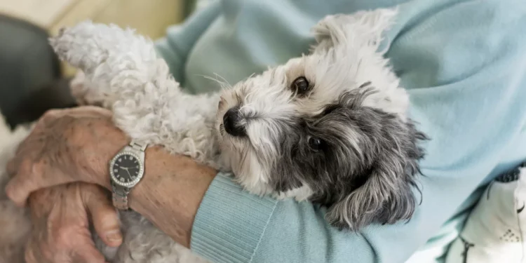 Pets reduzem solidão e promovem a saúde, aponta estudo