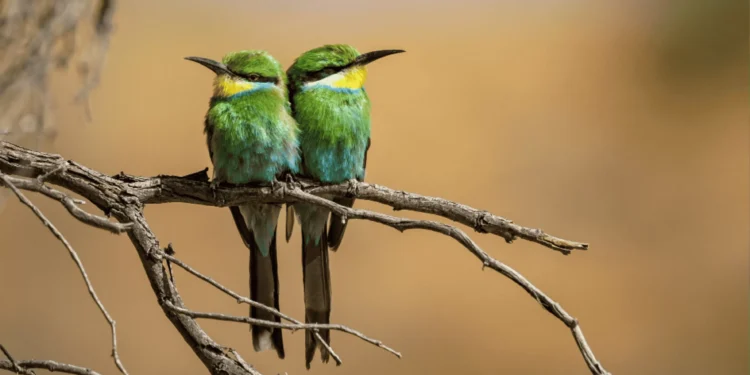Por que as aves e crocodilos sobreviveram ao asteroide, mas não os dinossauros?
