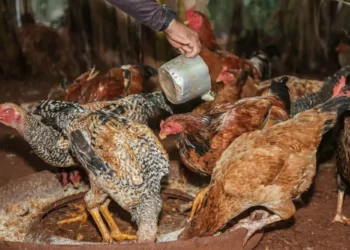 Gripe aviária: México suspende importação de produtos avícolas do Brasil