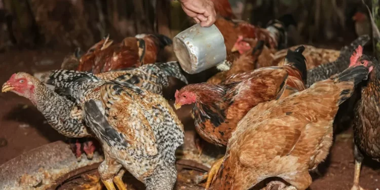 Gripe aviária: México suspende importação de produtos avícolas do Brasil