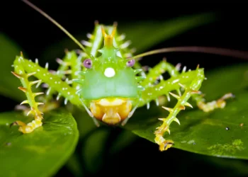Barulhento e espinhoso: conheça o inseto mais estranho do mundo