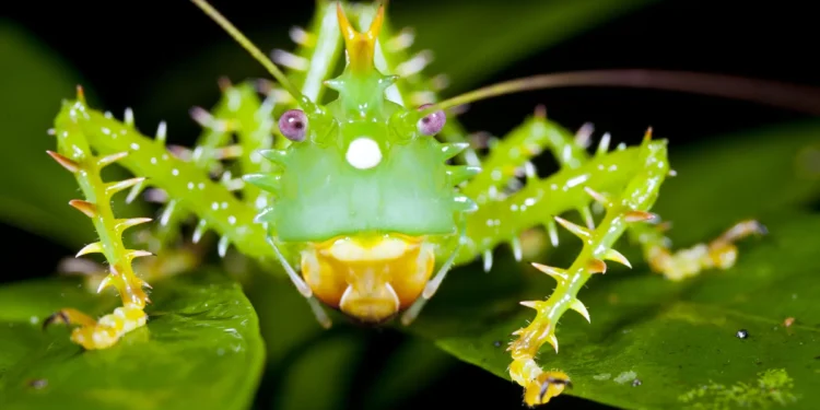 Barulhento e espinhoso: conheça o inseto mais estranho do mundo
