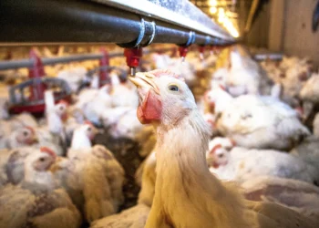 Governo decide suspender exportações de carne de frango do Rio Grande do Sul