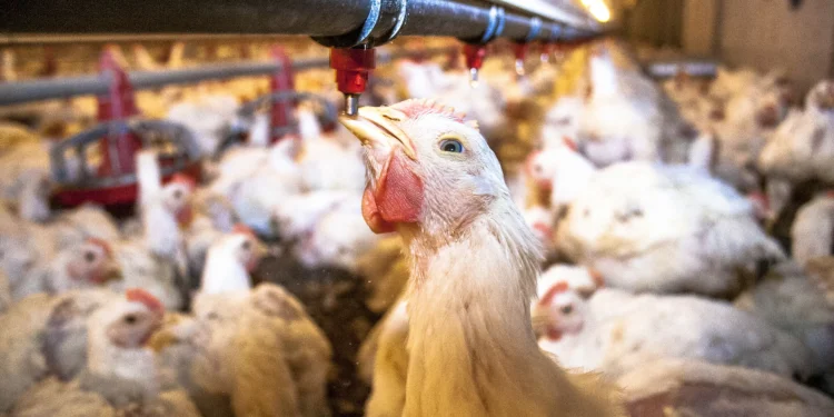 Governo decide suspender exportações de carne de frango do Rio Grande do Sul