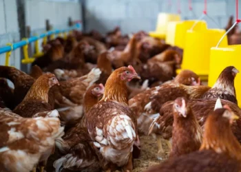 China proíbe importação de todos os produtos avícolas do Brasil devido a caso de gripe aviária