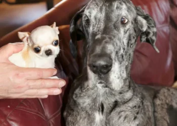 O maior cão do mundo encontrou-se com o mais pequeno. Eis o momento