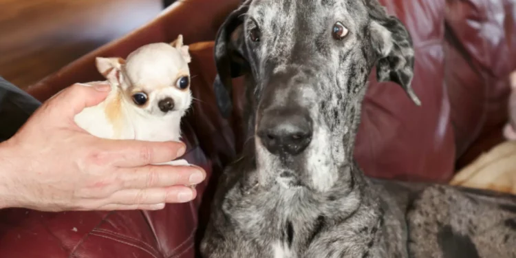 O maior cão do mundo encontrou-se com o mais pequeno. Eis o momento