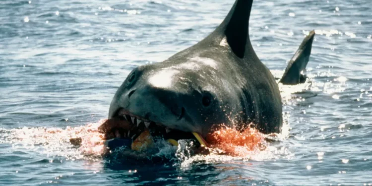 Como ‘Tubarão’, que faz 50 anos, mudou percepção do público sobre espécie