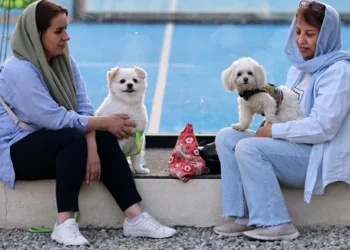 Cidades no Irã proíbem passeios com cães em locais públicos