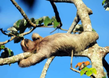 Por que o bicho-preguiça é tão lento?