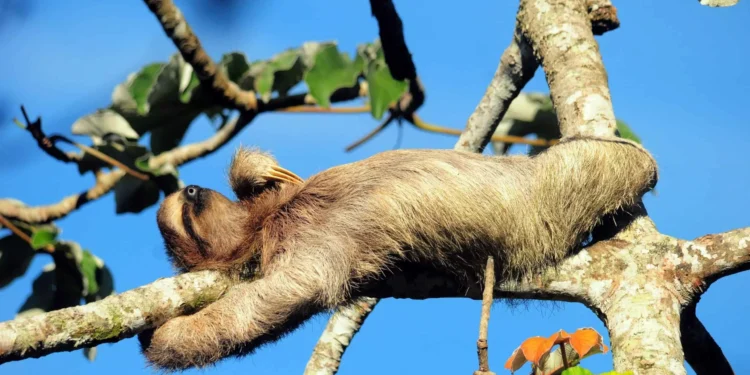 Por que o bicho-preguiça é tão lento?